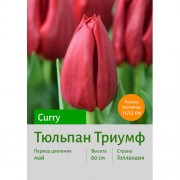 Тюльпан Триумф Curry