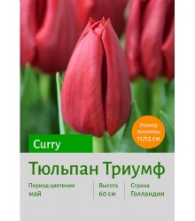 Тюльпан Триумф Curry