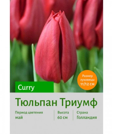 Тюльпан Триумф Curry