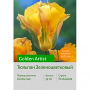 Тюльпан Зеленоцветковый Golden Artist