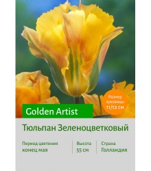 Тюльпан Зеленоцветковый Golden Artist