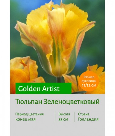 Тюльпан Зеленоцветковый Golden Artist