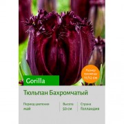 Тюльпан Бахромчатый Gorilla