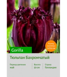 Тюльпан Бахромчатый Gorilla