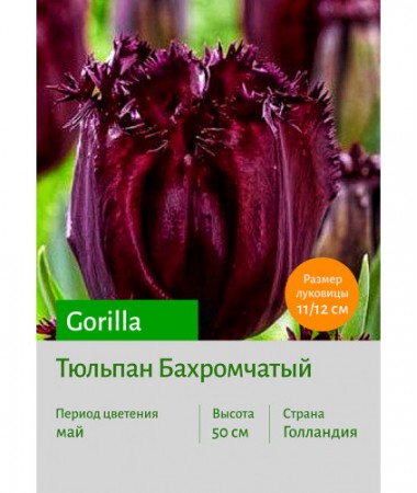 Тюльпан Бахромчатый Gorilla