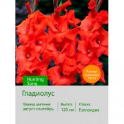 Гладиолус Hunting Song