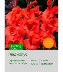 Гладиолус Hunting Song