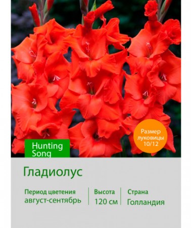 Гладиолус Hunting Song