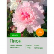 Пион Alertie