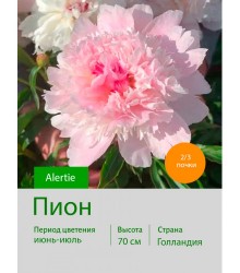 Пион Alertie Пион Alertie