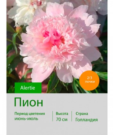 Пион Alertie