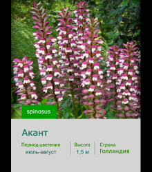 Акант spinosus