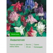 Аквилегия Biedermeier