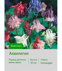 Аквилегия Biedermeier Аквилегия Biedermeier