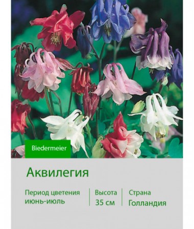 Аквилегия Biedermeier