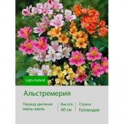 Alstroemeria Ligtu-hybrids