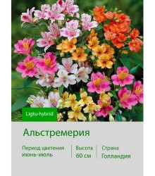 Alstroemeria Ligtu-hybrids