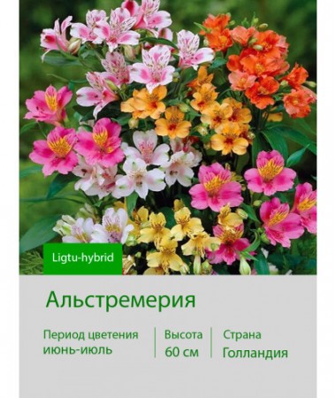 Alstroemeria Ligtu-hybrids