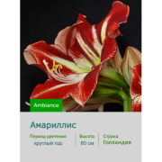 Амариллис Ambiance