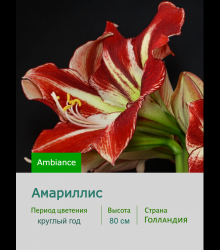 Амариллис Ambiance Амариллис Ambiance