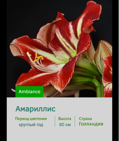 Амариллис Ambiance