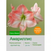 Амариллис Cherry Blosom