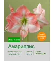 Амариллис Cherry Blosom Амариллис Cherry Blosom