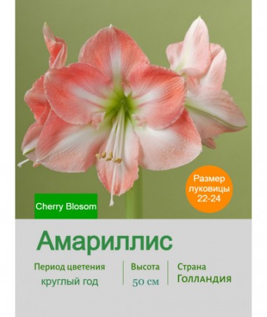 Амариллис Cherry Blosom