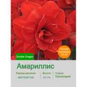 Амариллис Double Dragon
