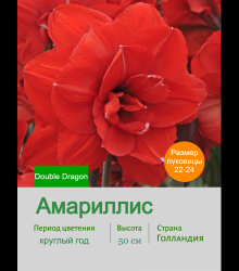 Амариллис Double Dragon Амариллис Double Dragon