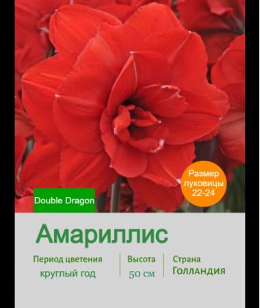 Амариллис Double Dragon