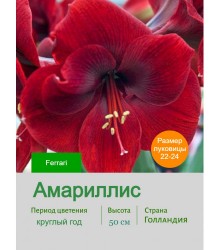 Амариллис Ferrari Амариллис Ferrari