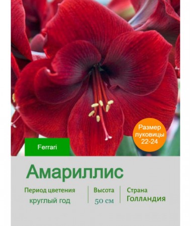 Амариллис Ferrari