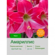 Амариллис Neon