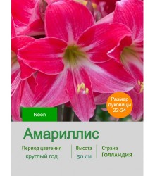 Амариллис Neon Амариллис Neon