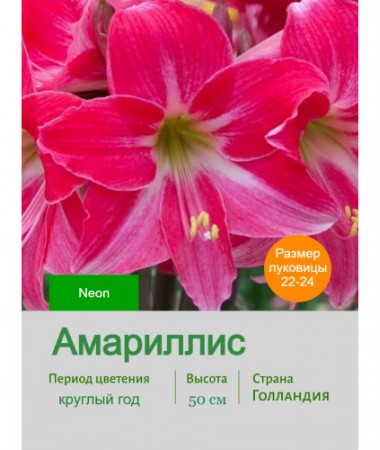 Амариллис Neon