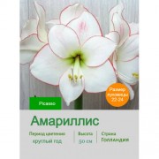 Амариллис Picasso