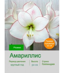 Амариллис Picasso Амариллис Picasso