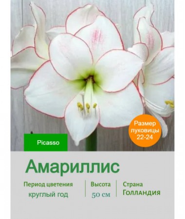 Амариллис Picasso