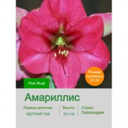 Амариллис Pink Rival