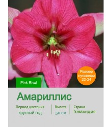 Амариллис Pink Rival Амариллис Pink Rival