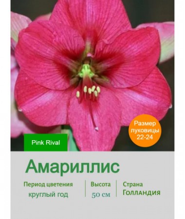 Амариллис Pink Rival