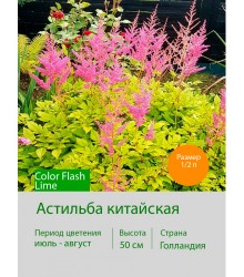 Астильба китайская Color Flash Lime