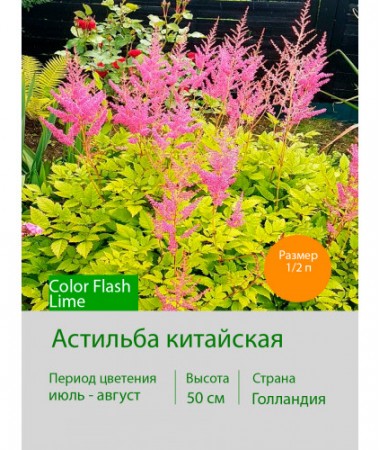Астильба китайская Color Flash Lime