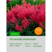 Астильба японская Koblenz