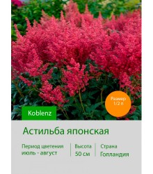 Астильба японская Koblenz