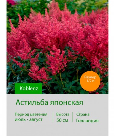 Астильба японская Koblenz