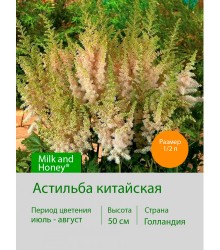 Астильба китайская Milk and Honey®