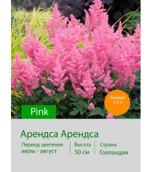 Астильба Арендса Pink