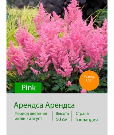 Астильба Арендса Pink